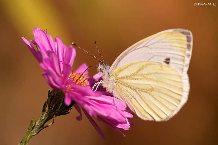 Pieris napi